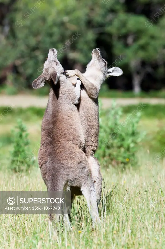 Australia, Victoria, Grampians National Park, halfway between the village of Halls Gap and Lake Bellfield near Fyans Creek. Eastern grey kangaroo (Mac...