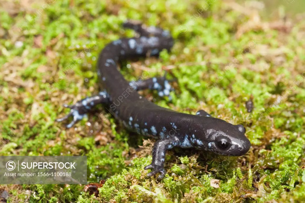 The Blue-spotted salamander, Ambystoma laterale, native to the Great Lakes states and northeastern USA and central Canada