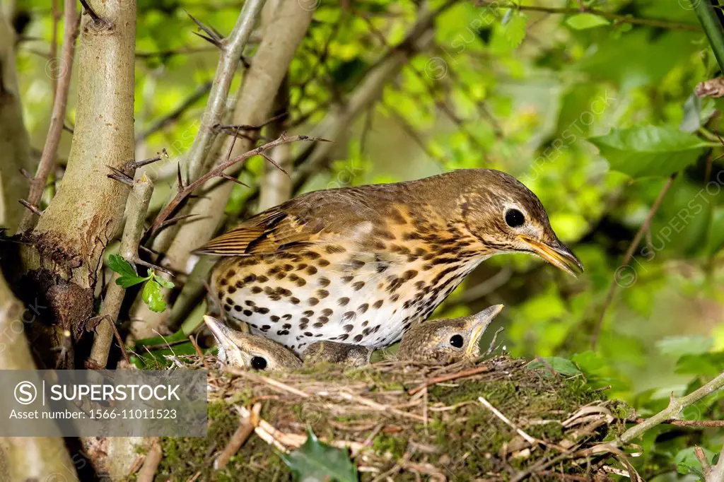Song Thrush, turdus philomelos, Adult with Chicks at Nest, Normandy.