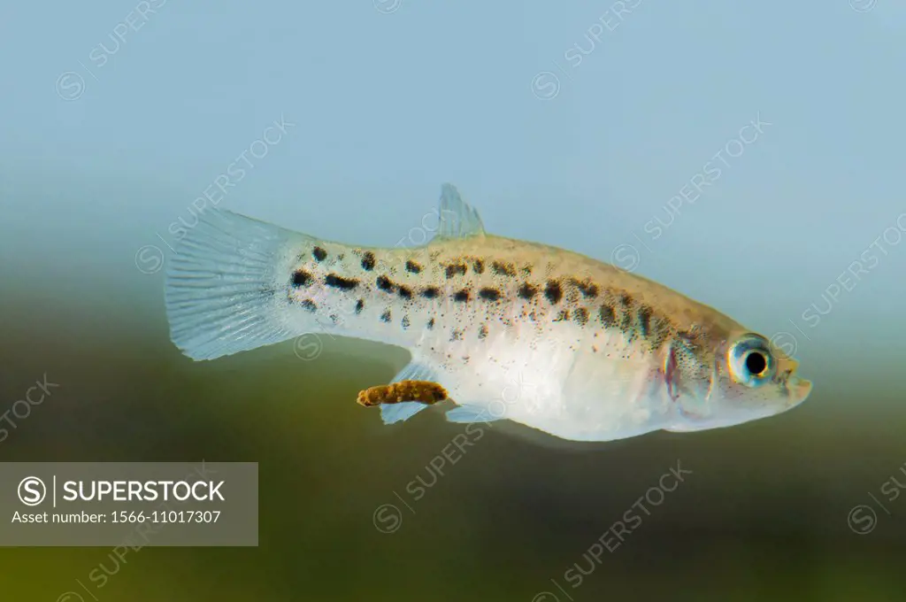 Defecating female of Aphanius iberus, a mosquito larvivorous fish species presently endangered in the Mediterranean since the introduction of the Amer...