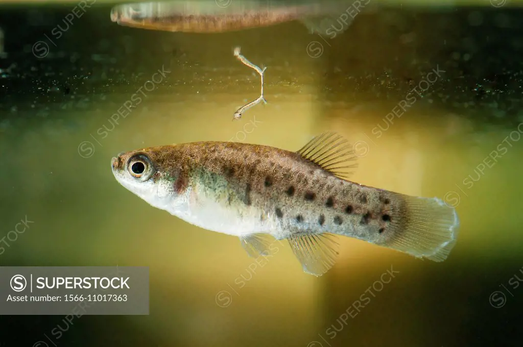 Aphanius iberus swimming in the vicinity of mosquito larvae potential preys (Culex pipiens). This is a mosquito larvivorous fish species presently end...