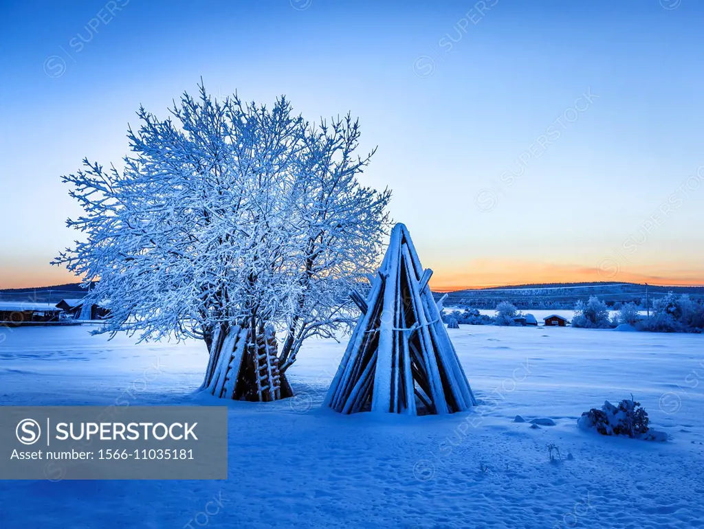 Wood stacked and a snow covered tree in extreme cold temperatures, Lapland, Sweden.