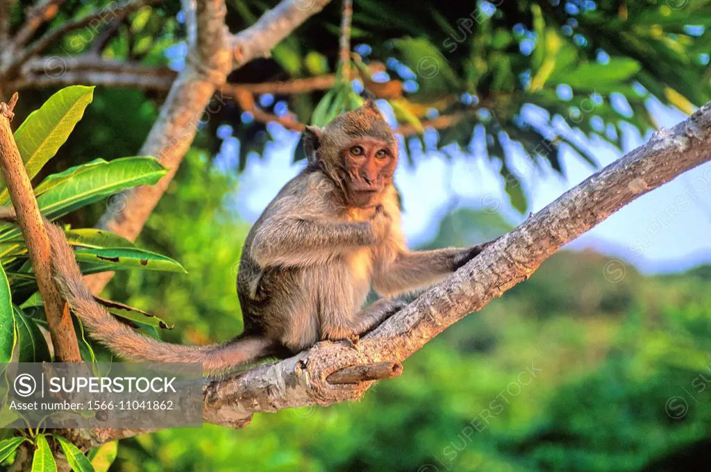 Rhesus macaque Macaca mulatta, Monkey Islands, Halong Bay, Vietnam