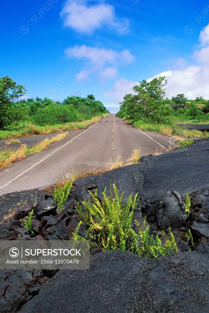 Ferns emerging from lava flow covering the remains of Highway 130 in Kalapana, Puna District, The Big Island, Hawaii USA.