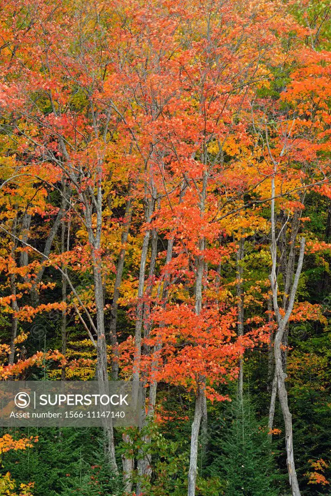 Autumn foliage in the hardwoods, Heyden, Ontario, Canada.