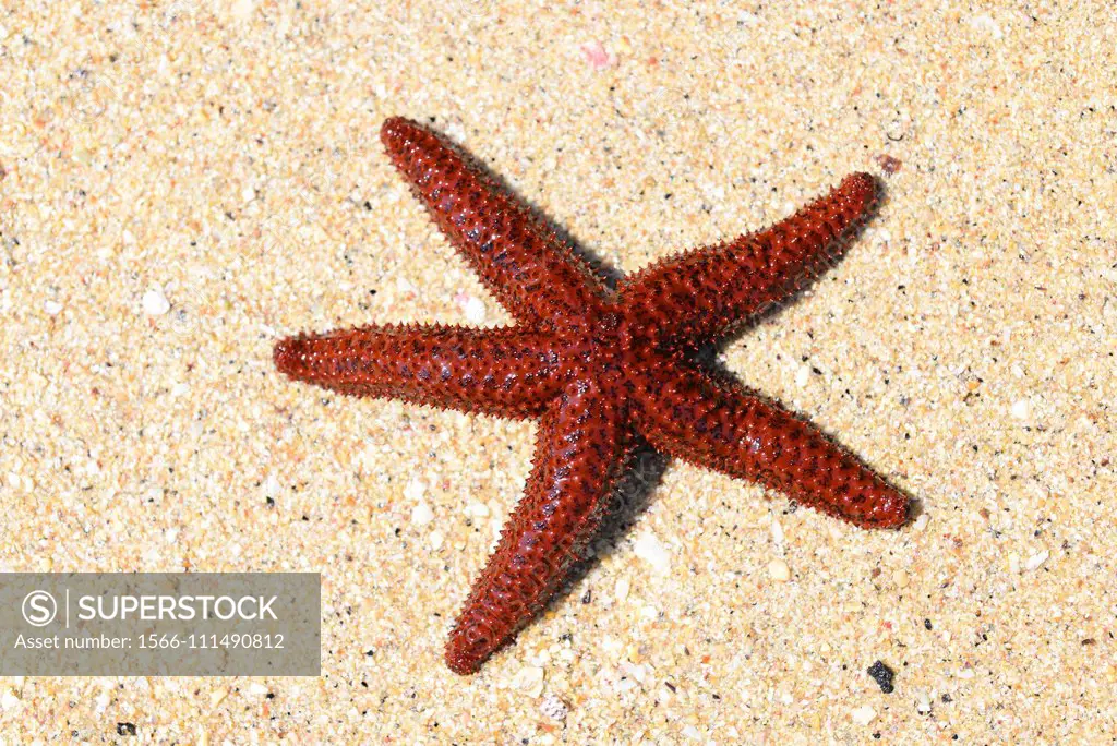 Orange knobby star (Echinaster echinophorus or Othilia echinophora) is a sea star native to western Atlantic Ocean from Florida to Brazil. This photo ...