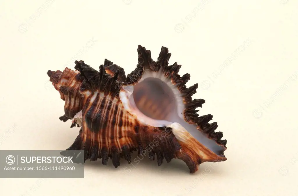 Rock snail (Murex brunens) is a carnivorous marine snail. Shell detail.