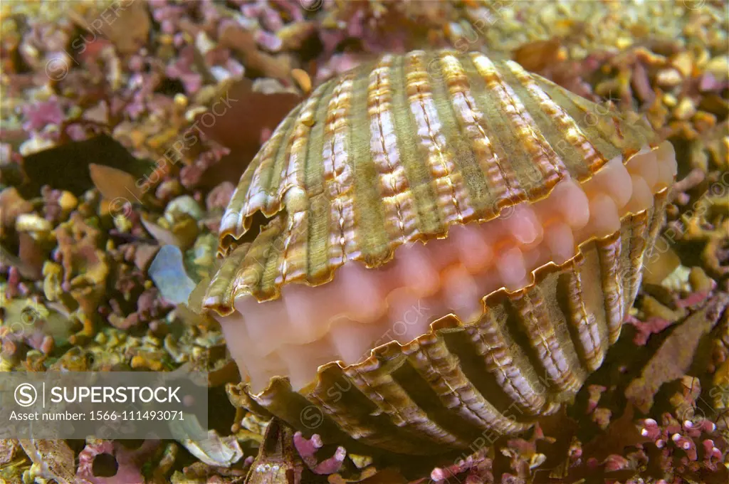 Prickly cockle. European prickly cockle (Acanthocardia echinata). Eastern Atlantic. Galicia. Spain. Europe.