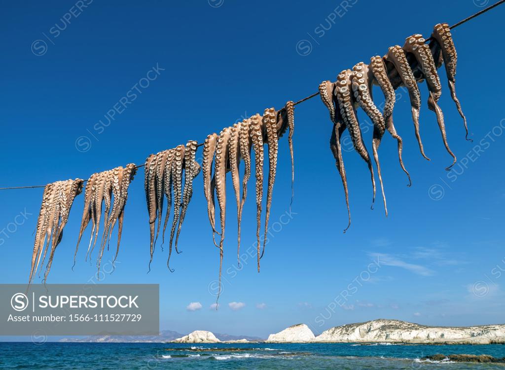 Sun dried octopus at the fishing village of Mandrakia