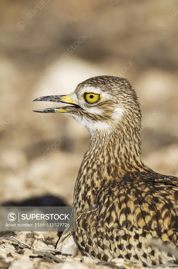 Spotted Dikkop (Burhinus capensis). Also called Spotted Thick-knee. Kalahari Desert, Kgalagadi Transfrontier Park, South Africa.