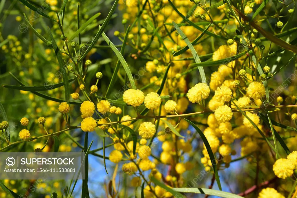 Sticky wattle or hope leaved wattle (Acacia dodonaeifolia) is a shrub native to Australia. Flowers and leaves (phyllodes) detail.