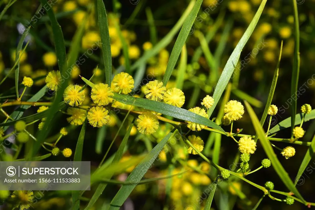 Sticky wattle or hope leaved wattle (Acacia dodonaeifolia) is a shrub native to Australia. Flowers and leaves (phyllodes) detail.