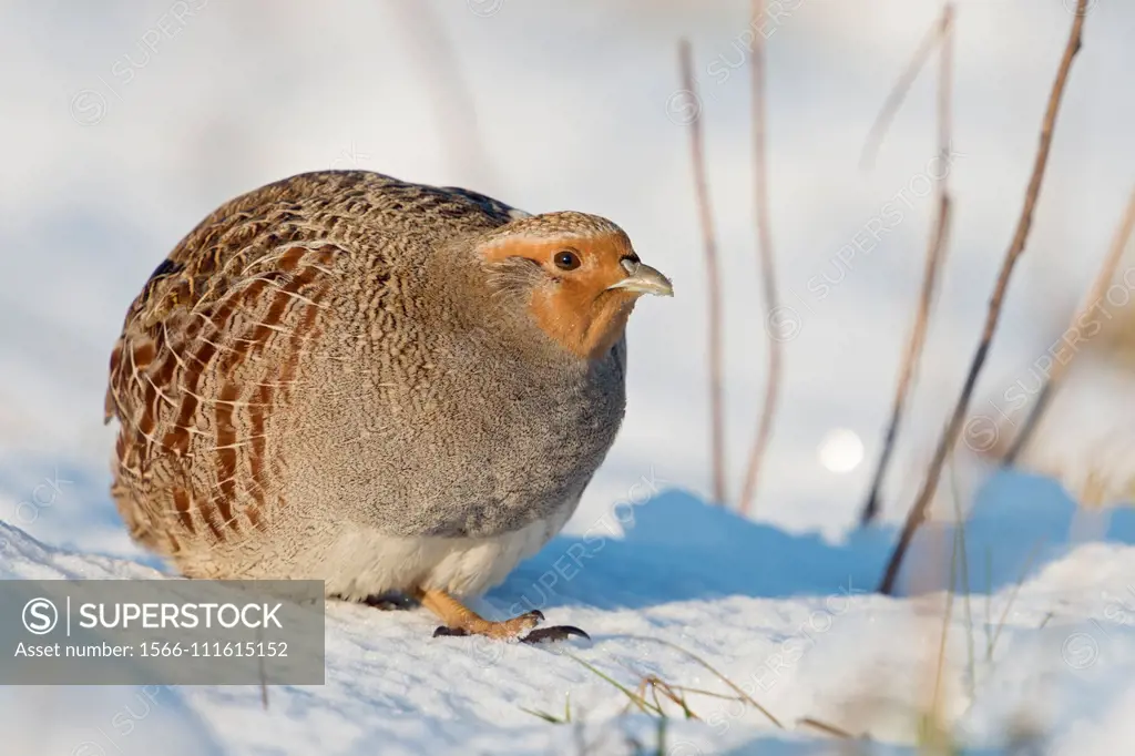 Grey Partridge / Rebhuhn ( Perdix perdix ), adult, walking, sneaking through fresh fallen snow, on a really nice sunny winter day, wildlife, Europe.