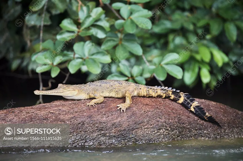 False gharial (Tomistoma schlegelii) resting on a rock, Mpassa river, Batéké Plateau National Park, Gabon.