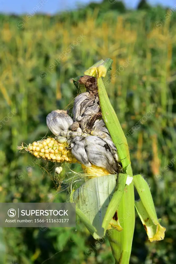 Corn smut (Ustilago maydis) is a fungus parasite of corn. Is an edible fungus highly valued in Mexico known as huitlacoche. This photo was taken in De...