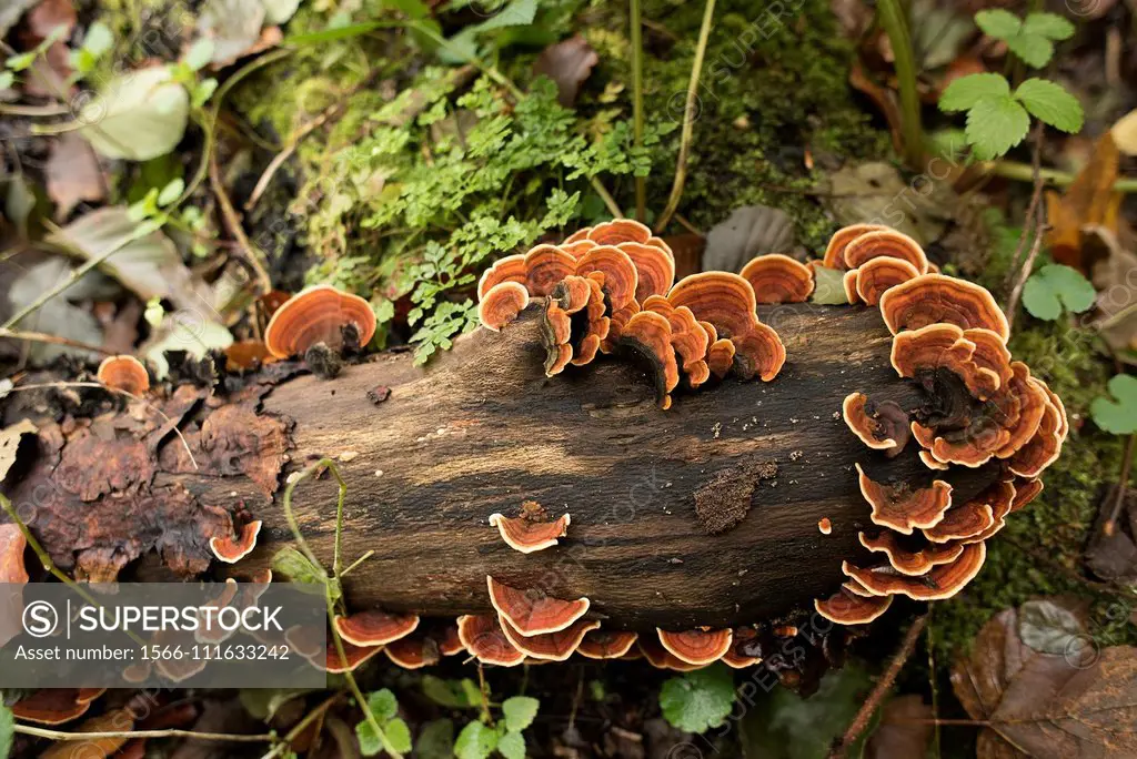 Golden curtain crust or false turkey tail (Stereum ostrea) is a parasite fungus. This photo was taken in Plitvice National Park, Croatia.