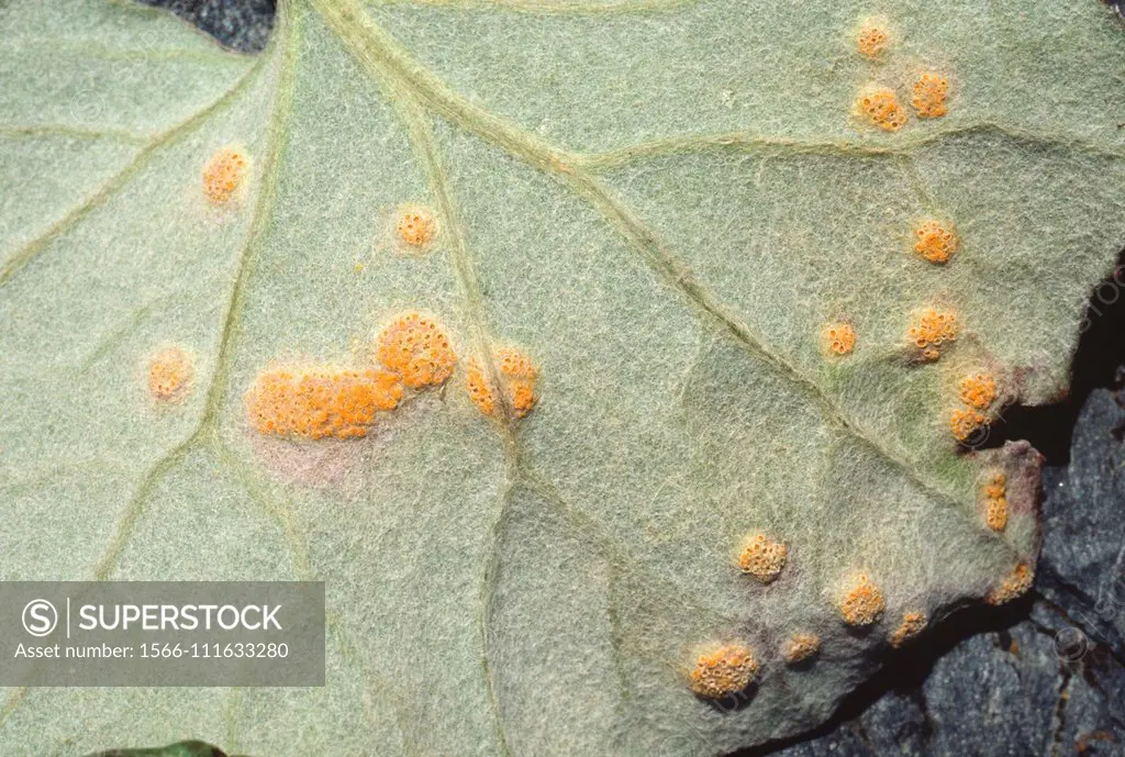 Coltsfoot rust call (Puccinia poarum) is a parasite fungus. In this example parasites Tussilago farfara leaf. This photo was taken in Montseny Biosphe...