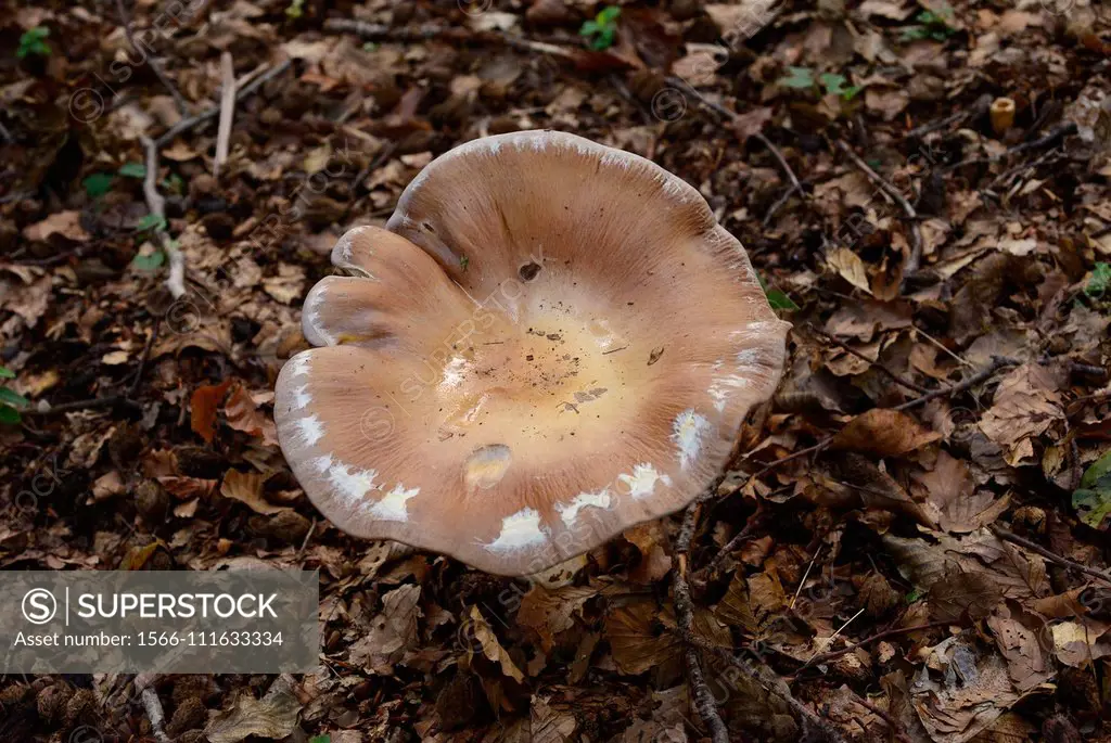 Tawny funnel cap (Lepista inversa, Lepista flaccida or Paralepista flaccida) is an edible mushroom. This photo was taken in Montseny Biosphere Reserve...
