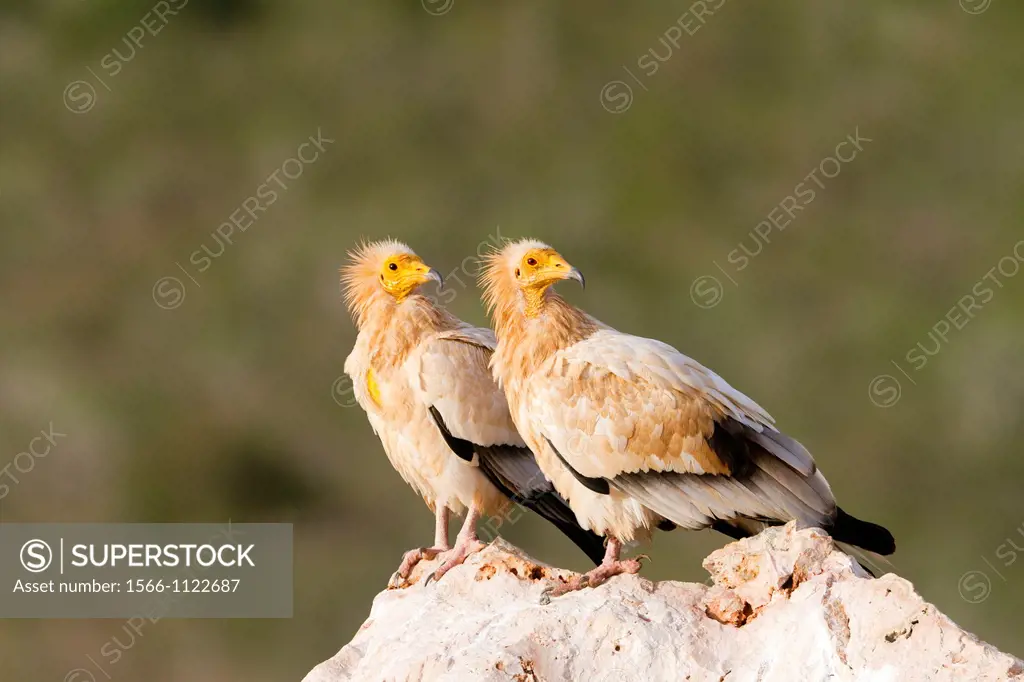 Egyptian vulture (Neophron percnopterus), Socotra island, listed as World Heritage by UNESCO, Aden Governorate, Yemen