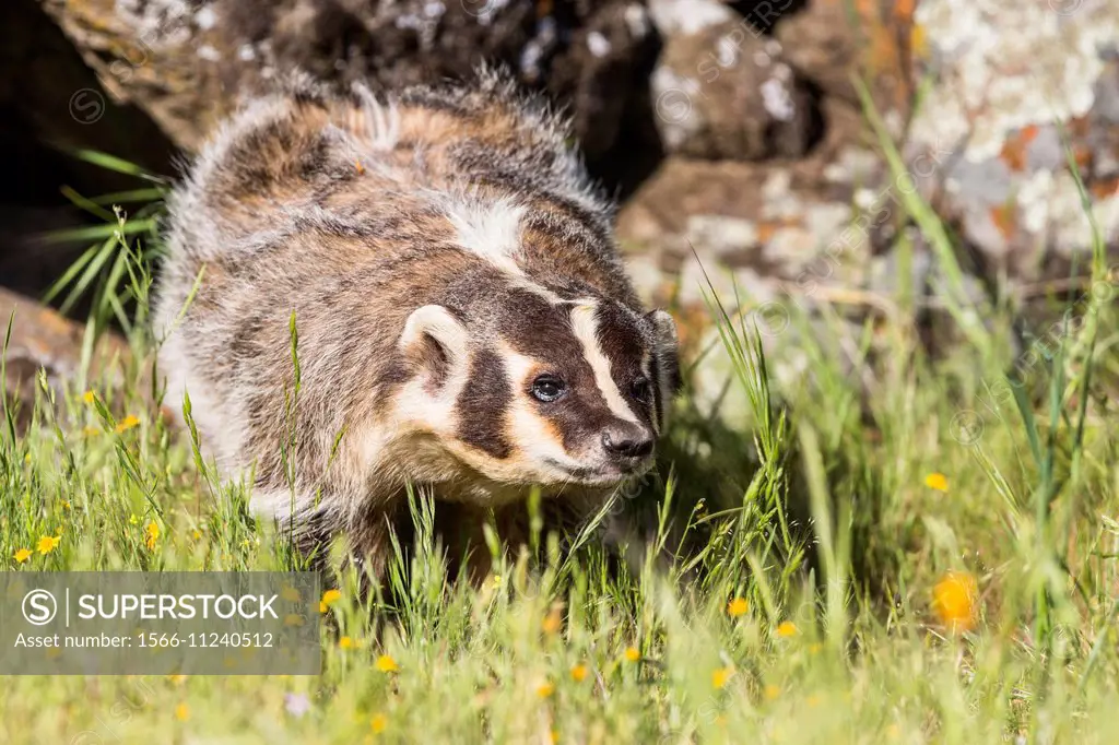 Curious American badger (Taxidea taxus), captive, California, USA