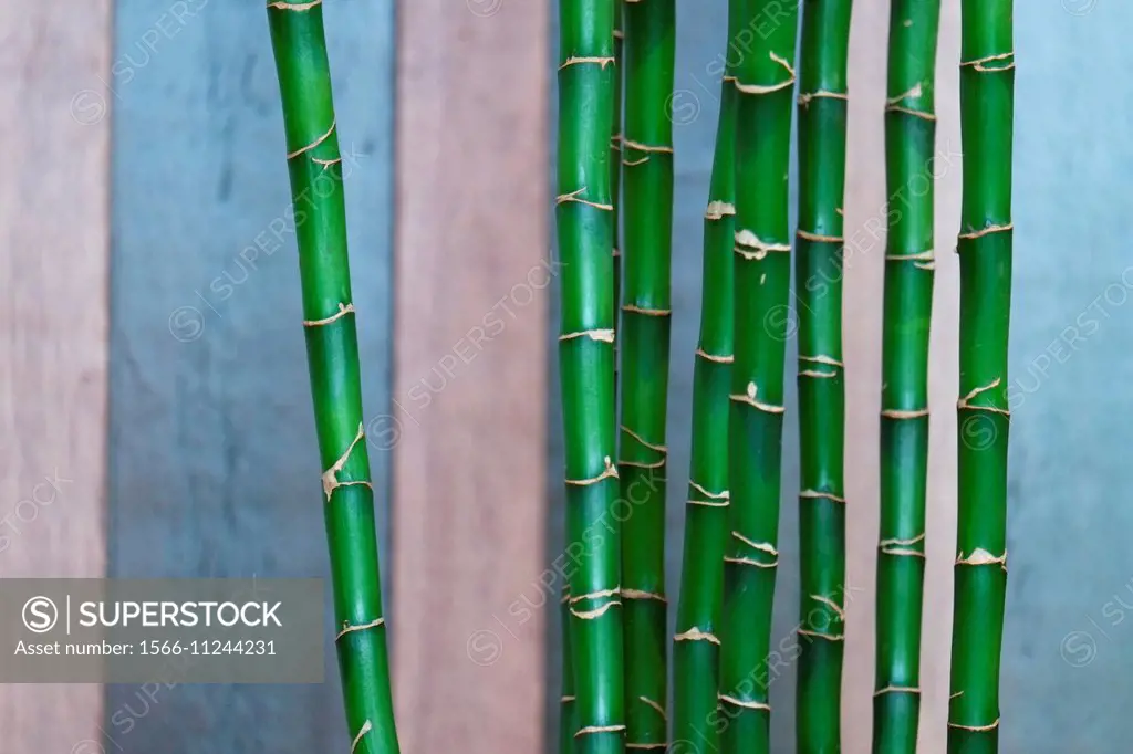 Bamboos at Ipoh Downtown Hotel, Perak, Malaysia.