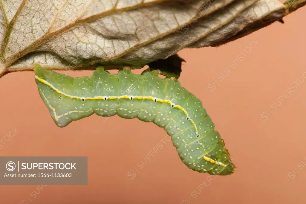 A Copper Underwing Moth Amphipyra pyramidoides caterpillar larva feeding on a wild grape leaf, West Harrison, Westchester County, New York, USA. This ...