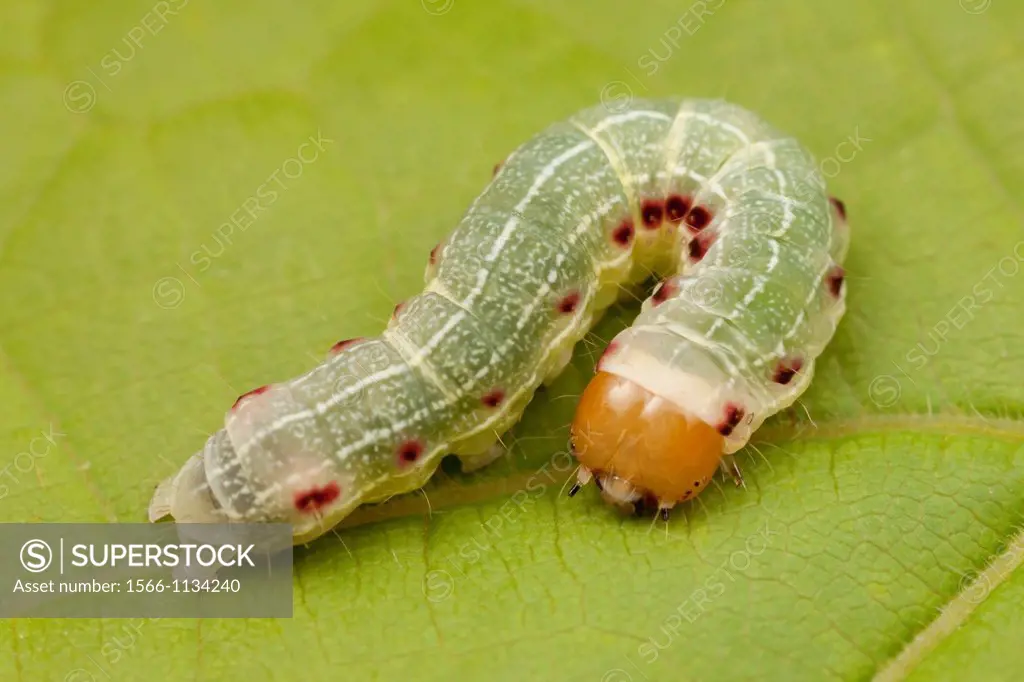 Confused Woodgrain Moth Morrisonia confusa caterpillar larva, Bald Eagle State Park, Howard, Centre County, Pennsylvania, USA