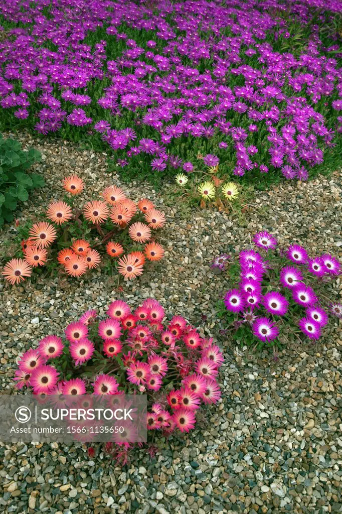 Gazanias sunshine mixed varieties in dry gravel garden