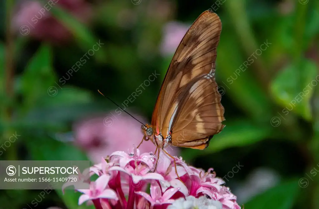 A butterfly investigating a flower for nectar