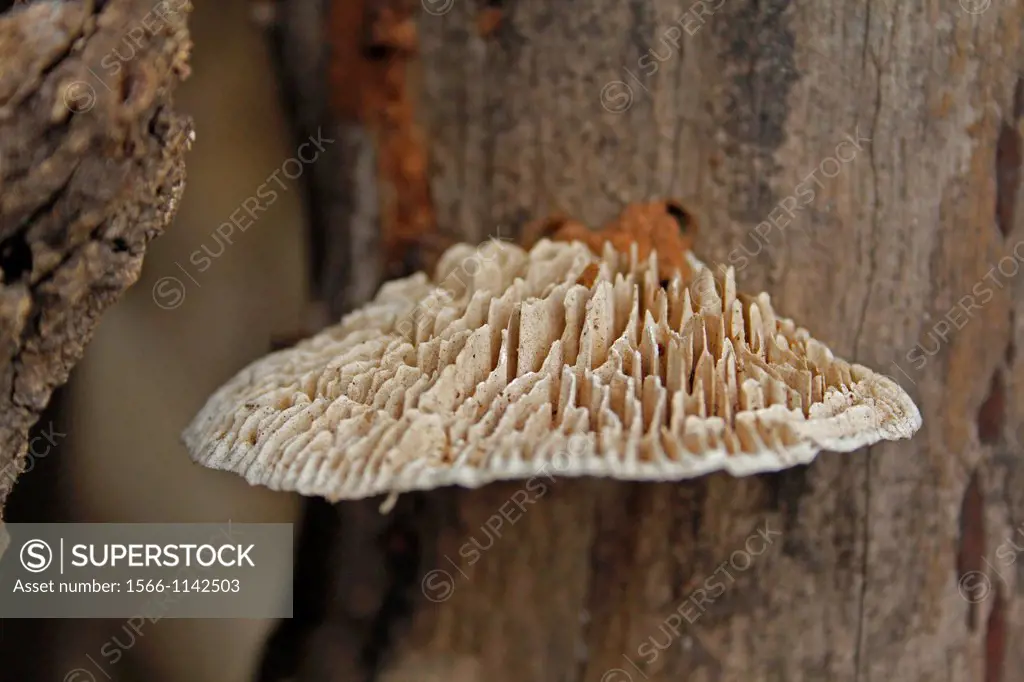 Underside of daedalea quercina bracket fungi, Bracket fungi