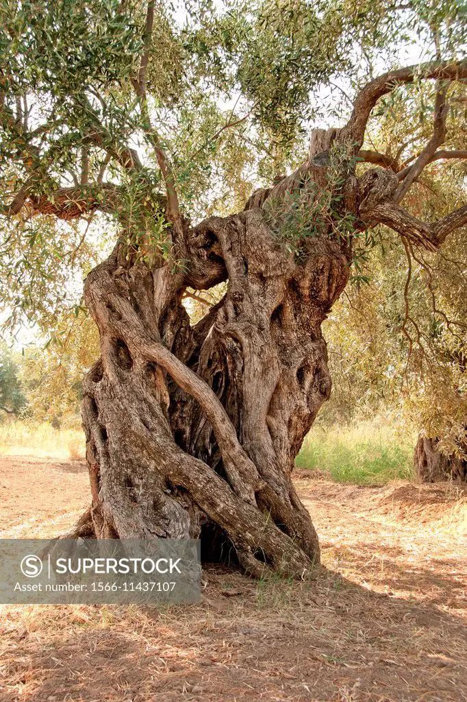 Olive tree. Agios Andreas, Arcadia, Peloponnese, Greece.