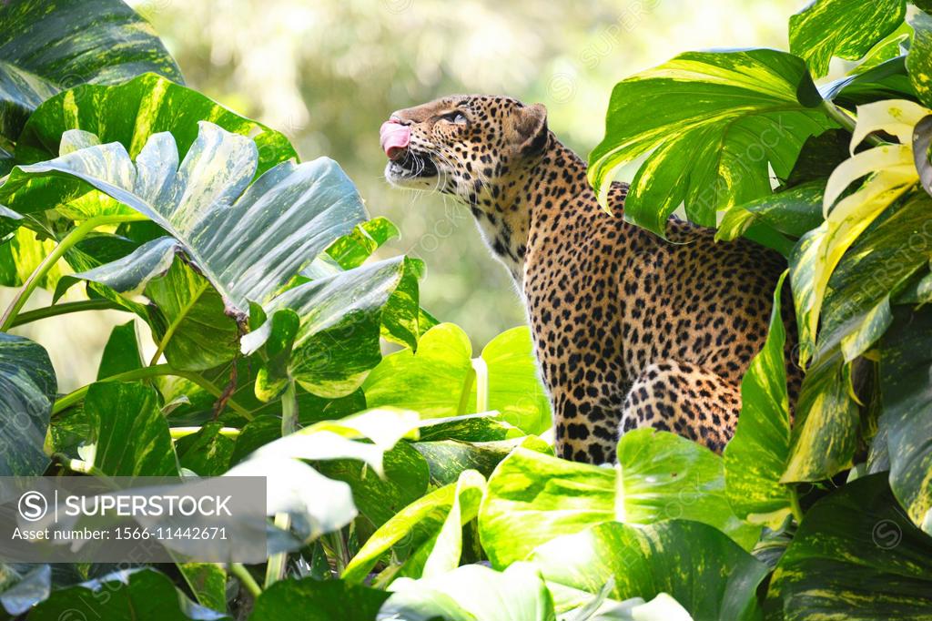 Interesting Facts about Leopard - Taman Safari Bali