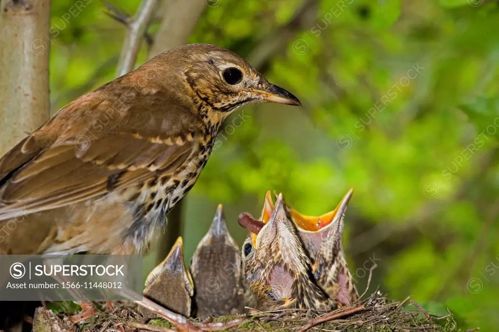 Song Thrush, turdus philomelos, Adult Feeding Chicks at nest, Normandy.