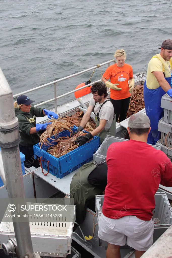 Canada, Nova Scotia, Cape Breton, Cheticamp, harbor, fishing boats, unload, at dock, fish, fishermen, snow crab, snowcrab, catch, food, industry, wome...