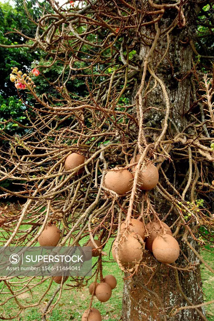 Cannon Ball tree, Botanical garden penang, Malaysia