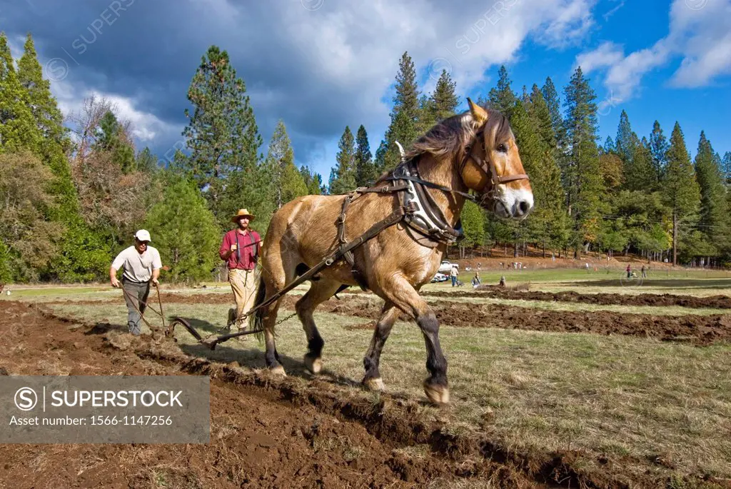 Using draft horse to plow pasture into cropland, Burton Ranch, Nevada City, California