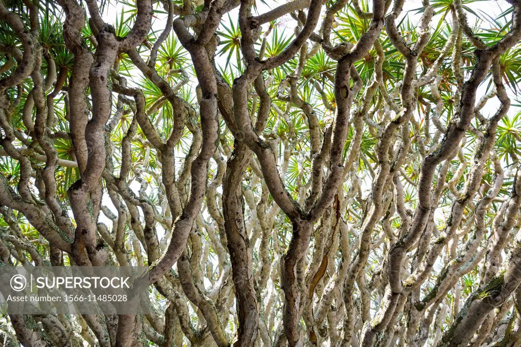 Dracaena draco, the Canary Islands dragon tree or drago.