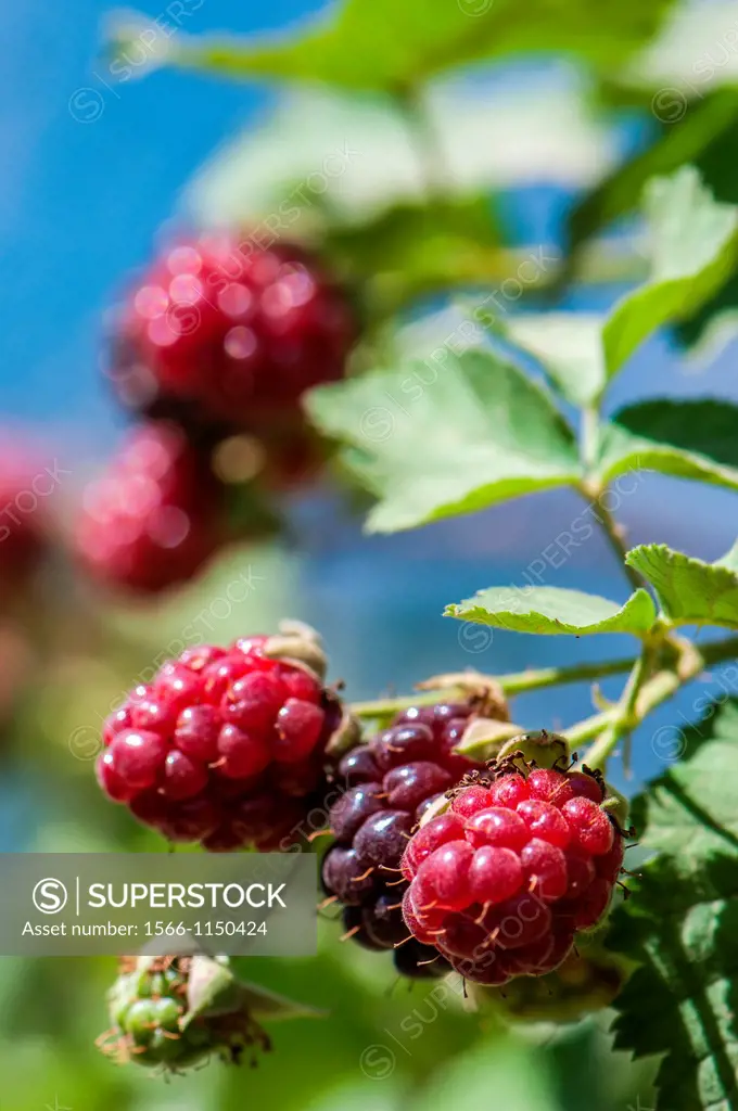 Holy Bramble Blackberries Rubus sanguineus Unripe blackberries red and ripe blackberries black are the fruit of this thorny bush  Blackberries are edi...