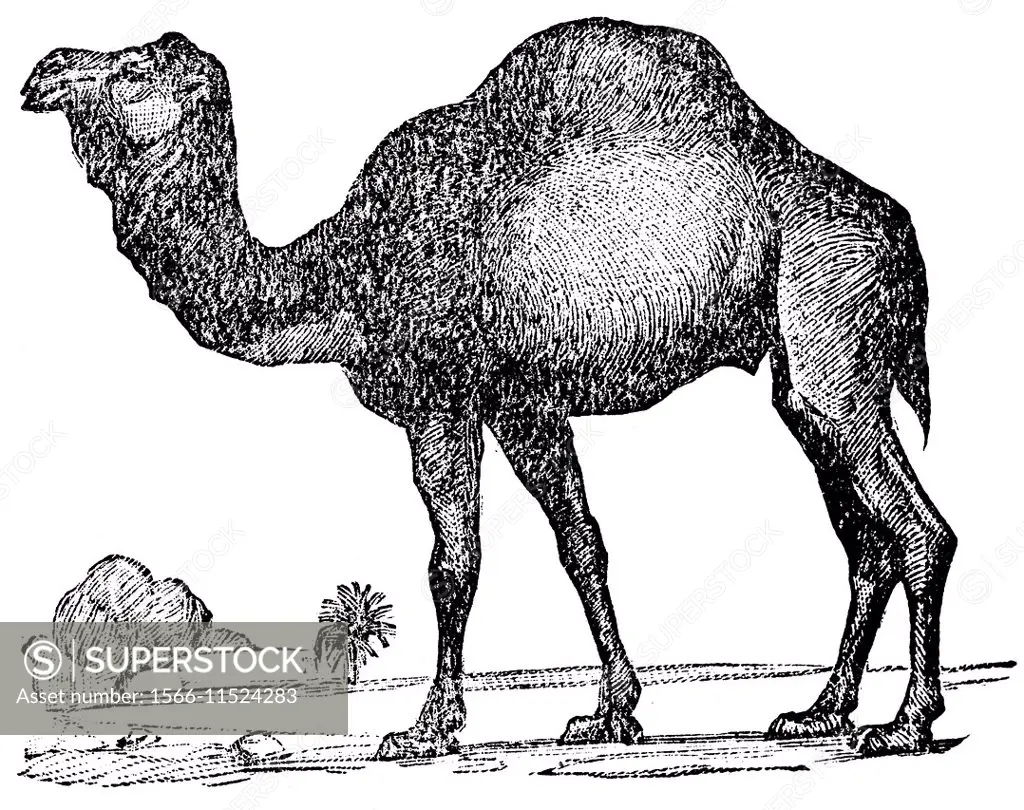 Dromedary, Arabian camel, Indian camel (Camelus dromedarius), illustration from Soviet encyclopedia, 1928.