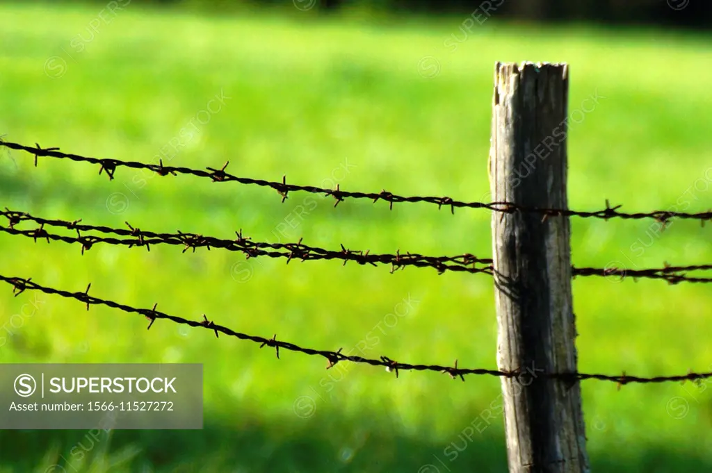 Barbed wire.