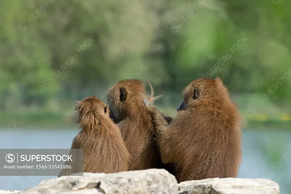 A Family of Guinea Baboons-Papio papio grooming each other.