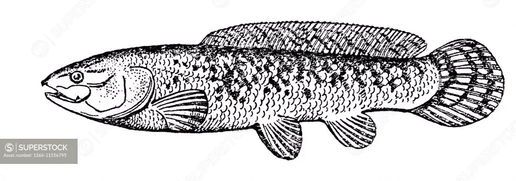 Bowfin (Amia calva), illustration from Soviet encyclopedia, 1926.