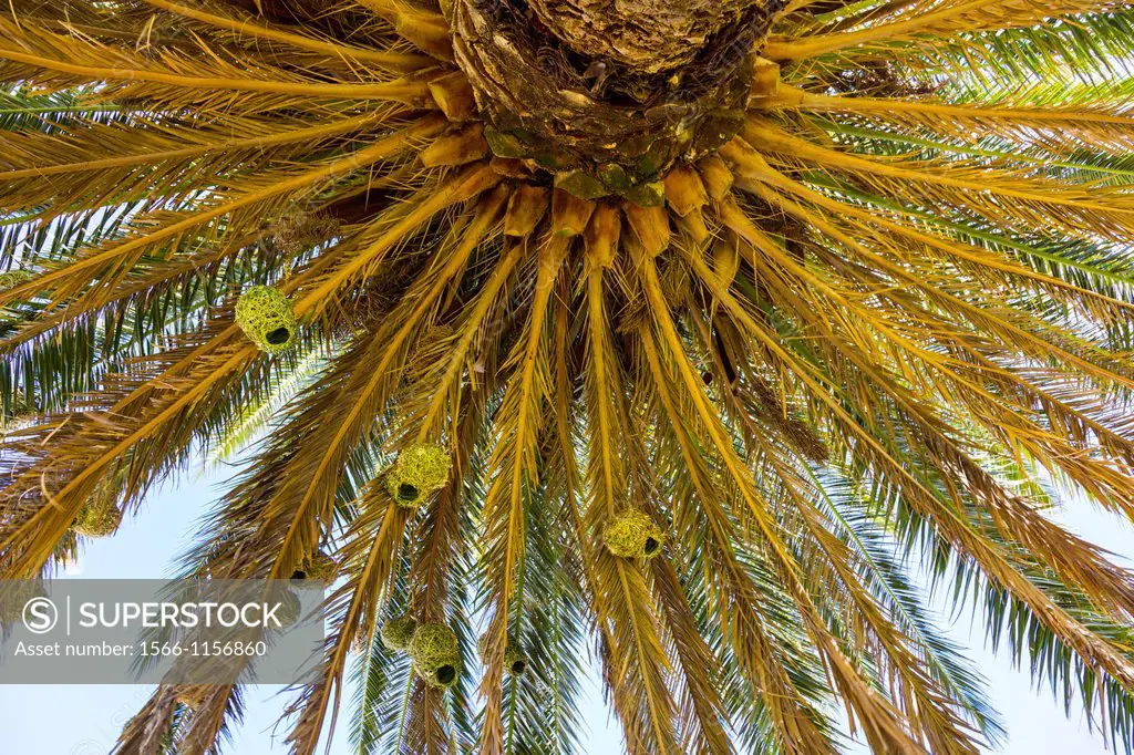 Birds making nests, Namaqualand, Northern Cape province, South Africa, Africa