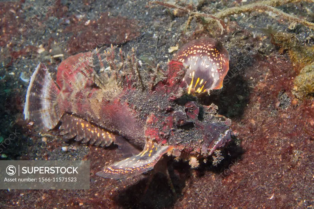 Spiny Devilfish.