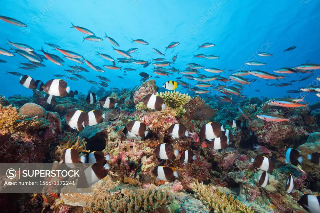 Black Pyramid Butterflyfish, Hemitaurichthys zoster, Thaa Atoll, Maldives