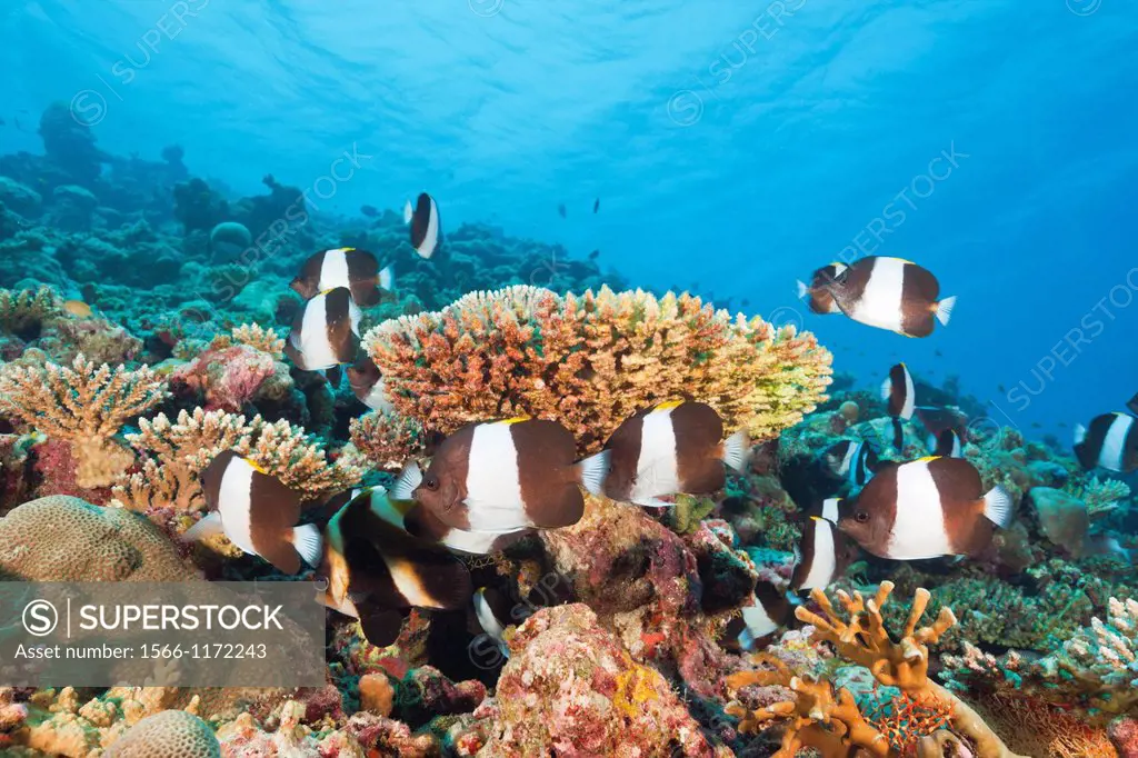 Black Pyramid Butterflyfish, Hemitaurichthys zoster, Thaa Atoll, Maldives