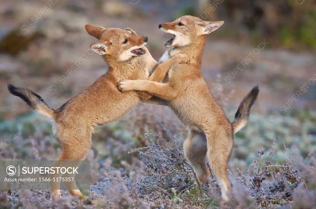 Ethiopian wolf pups wrestling