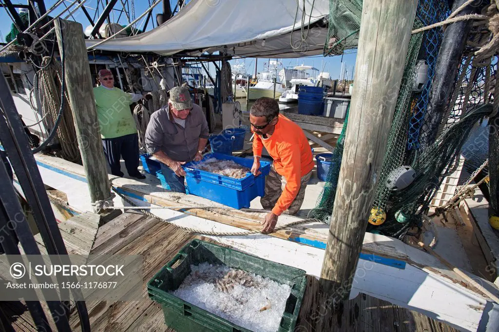 Mobile, Alabama - A shrimp trawler unloads its catch after a day of fishing on Mobile Bay  The trawler is part of the Alabama Fisheries Cooperative