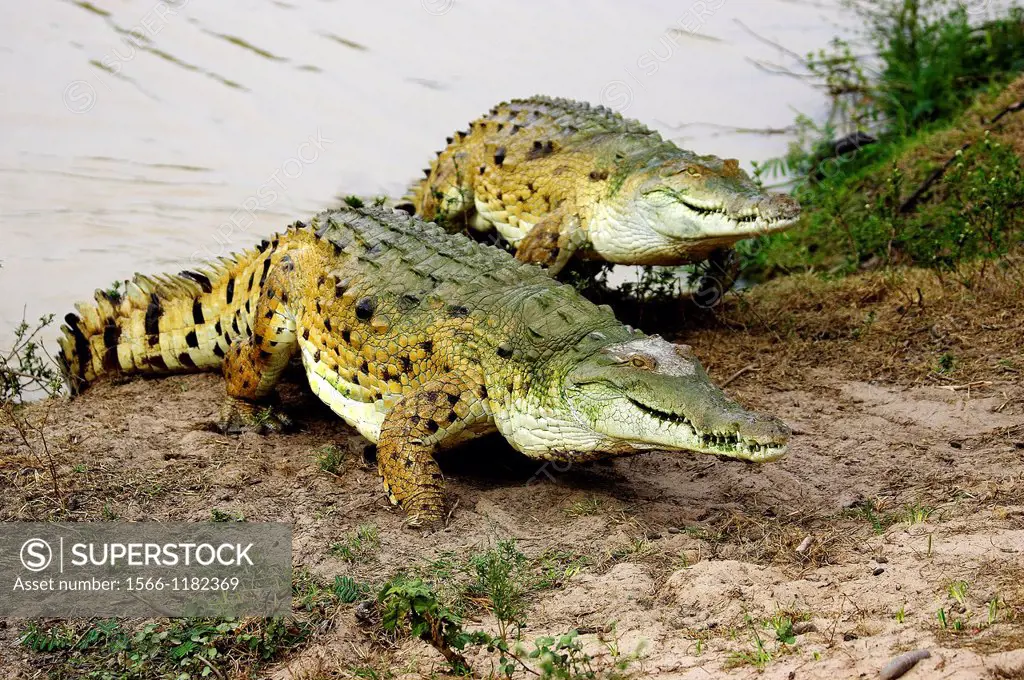 Orinoco Crocodile, crocodylus intermedius, Adults emerging from River, Los Lianos in Venezuela