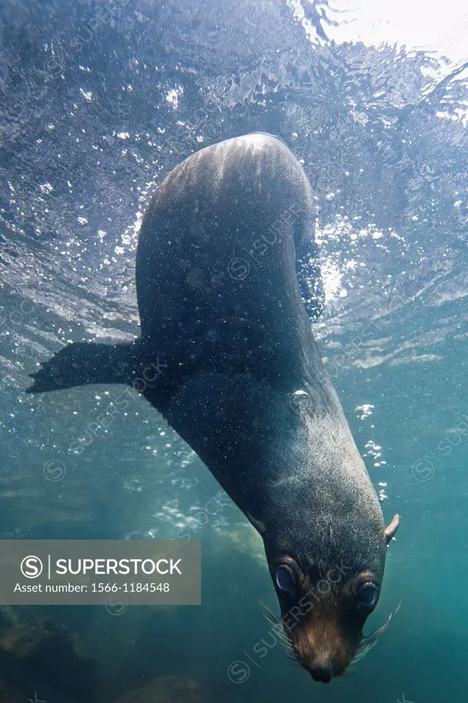 Galapagos fur seal Arctocephalus galapagoensis underwater on Genovesa Island in the Galapagos Island Archipelago, Ecuador